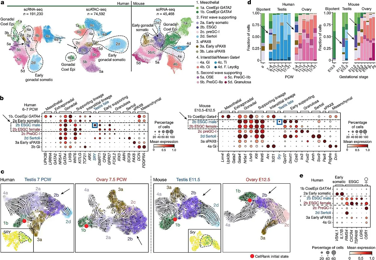Published single-cell sequencing maps and data visualizations