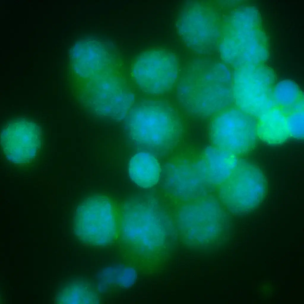 Fluorescence microscopy image from chromosome research