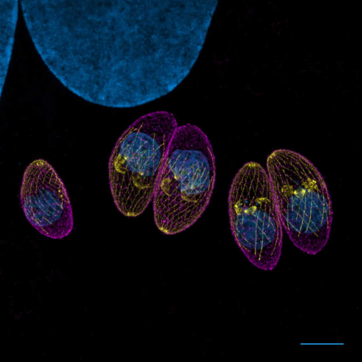 Toxoplasma parasites inside a fibroblast host cell