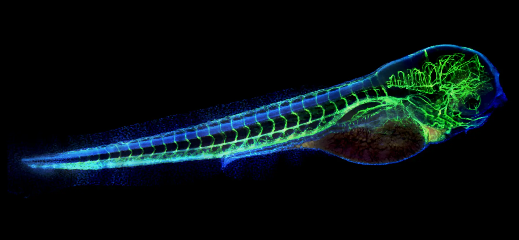 Fluorescently labeled blood vessels in a developing zebrafish embryo